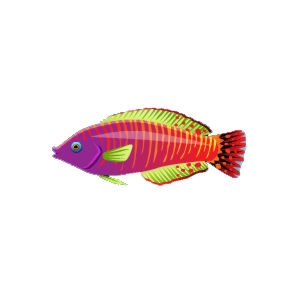 Pink Dream Wrasse